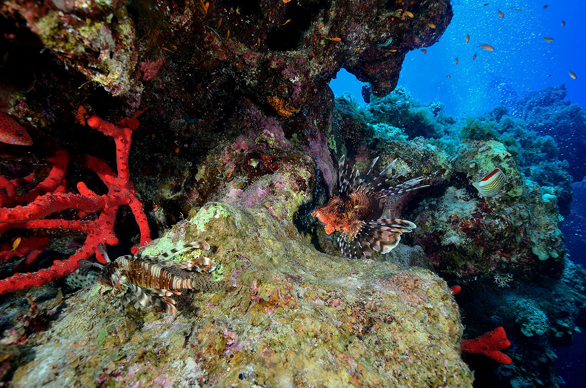 Dahab Egypt PADI_Discover Scuba Diver Course