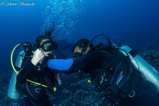 Divers Underwater in Dahab Diving