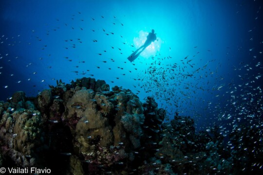 Divers Underwater in Dahab Diving