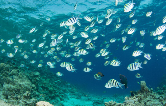Dahab - Abu-Telha Diving Site