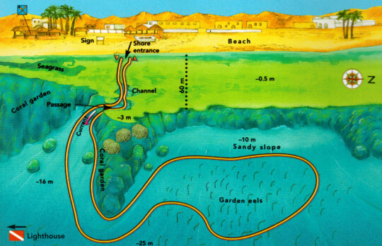 Dahab Eel Gardens Diving Site