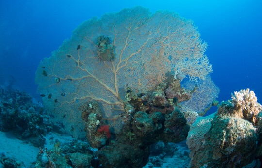 Dahab - Laguna Diving Site
