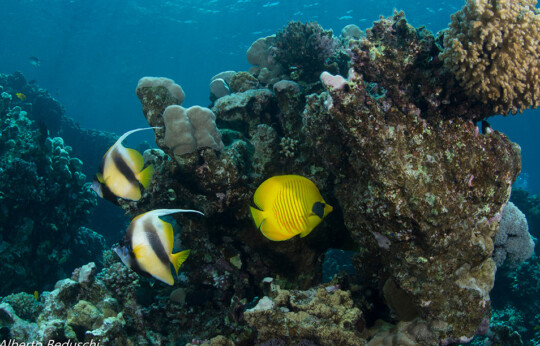 Dahab - House Reef Diving Site