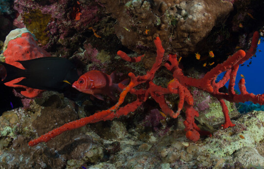 Dahab - Ricks Reef Diving Site