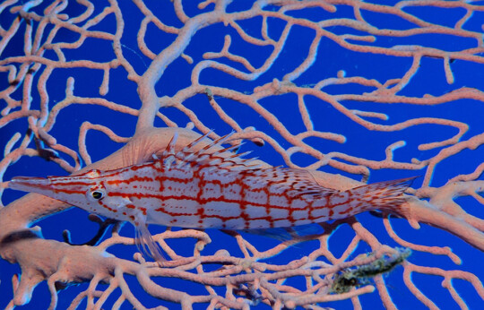 Dahab - Um El-Sied Diving Site