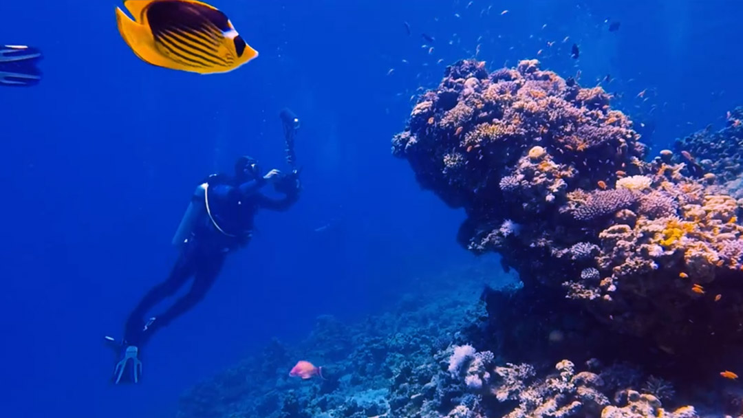 Redsea underwater, Dahab has a lot of beauty to tell!