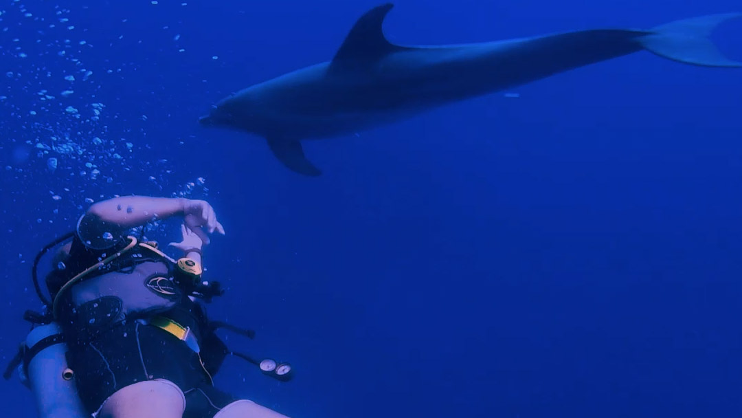 Dahab Diving Dolphin in Redsea